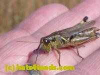 /home//u458753944/public_html/sourcegallery//////////Insects and small critters/grasshoppers and crickets (Orthoptera)/P1050985.JPG